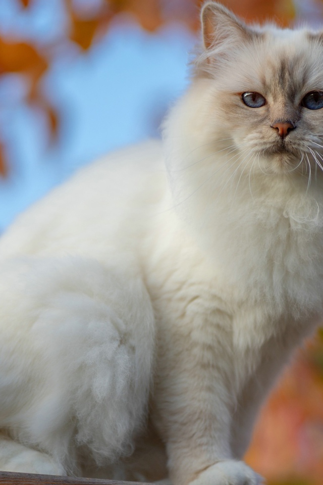 Красивая породистая белая голубоглазая кошка