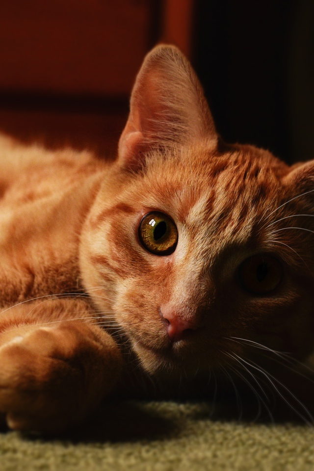 Рыжий красивый кот лежит на полу
