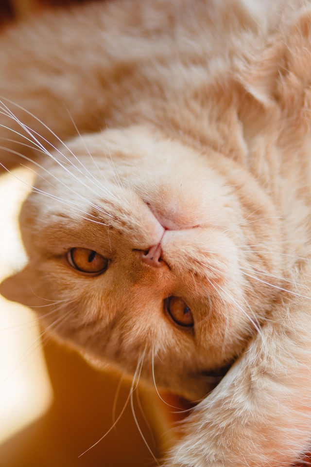 Красивый рыжий кот лежит лапами вверх