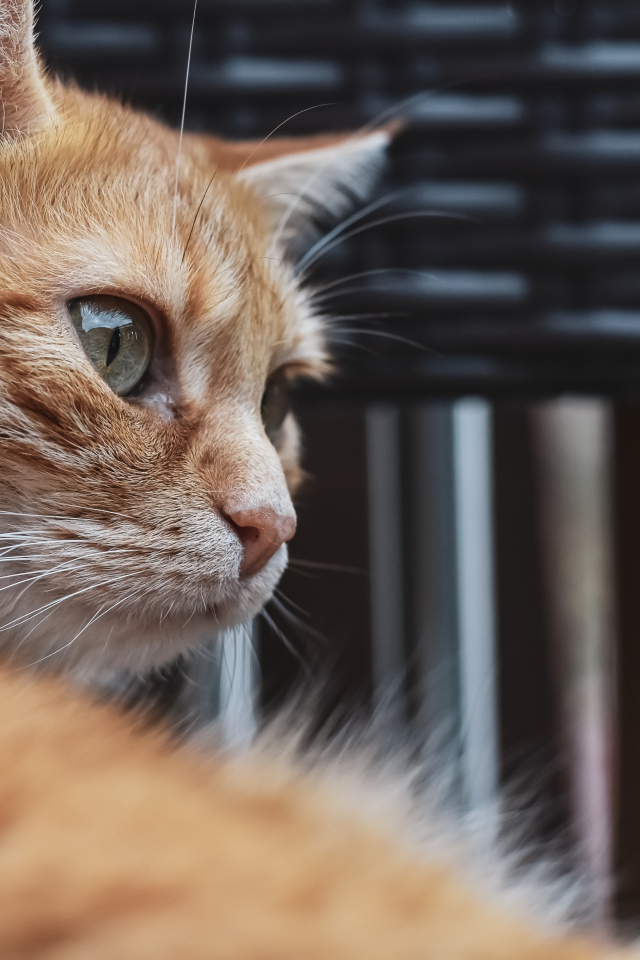 Красивый рыжий зеленоглазый кот крупным планом