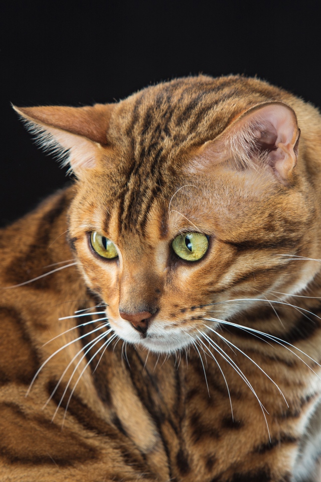 Красивая пятнистая бенгальская кошка на черном фоне 