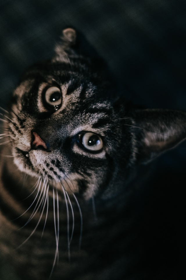 Красивый полосатый серый кот 