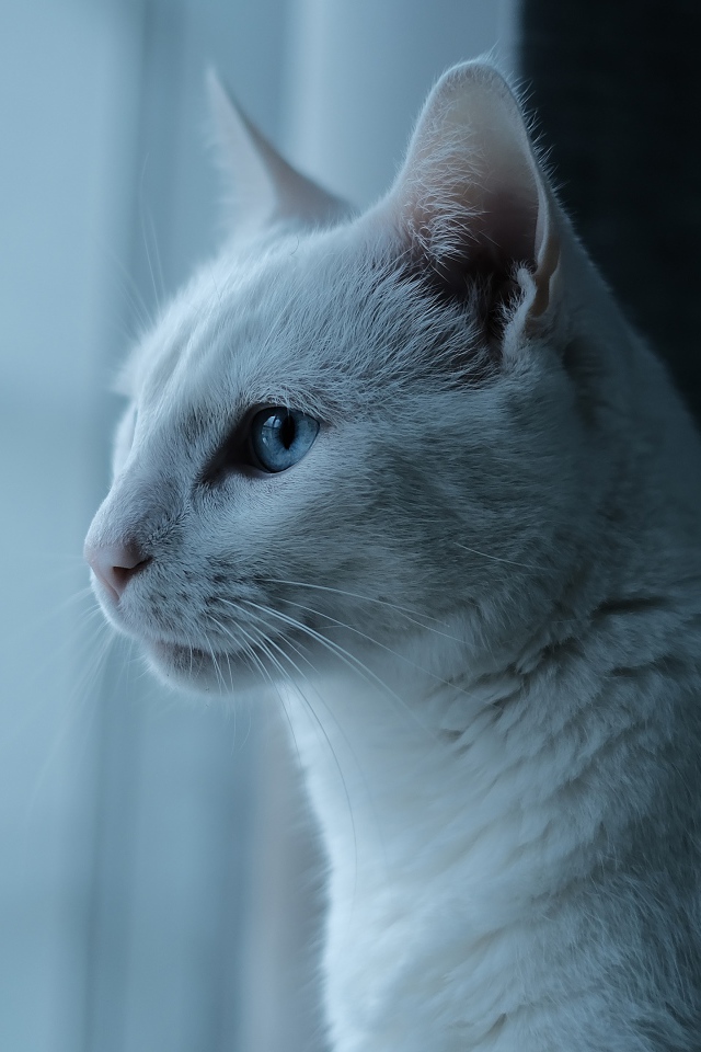 Красивая белая голубоглазая кошка у окна