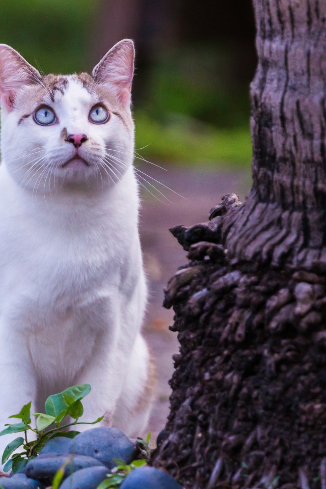 Красивый белый голубоглазый кот сидит у дерева 
