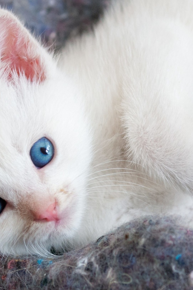 Красивый белый котенок с голубыми глазами