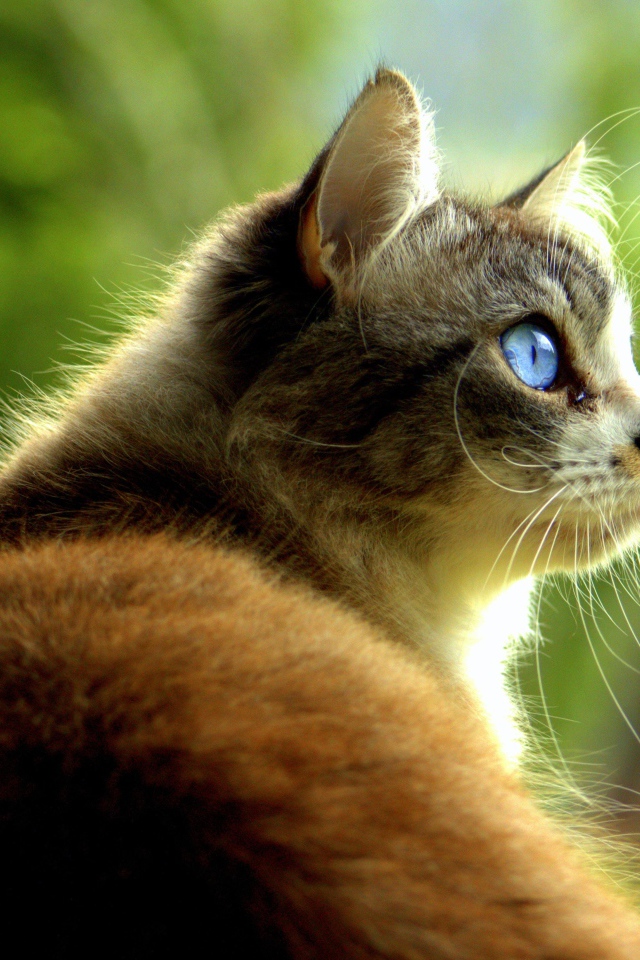 Большой кот с голубыми глазами 