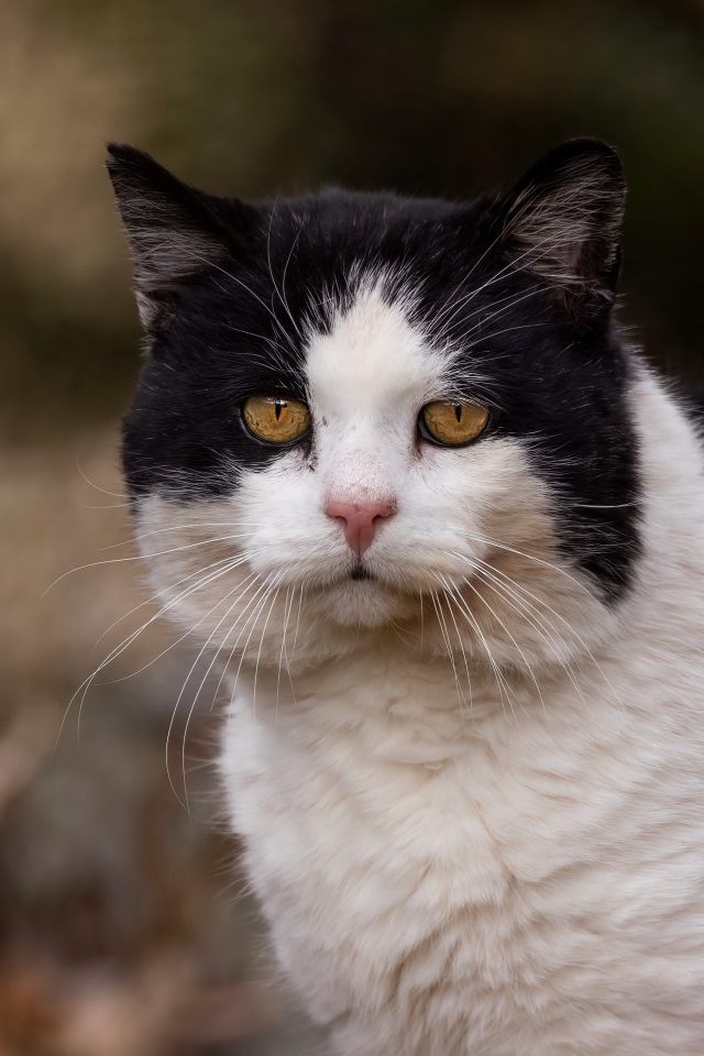 Большая морда черно-белого кота 