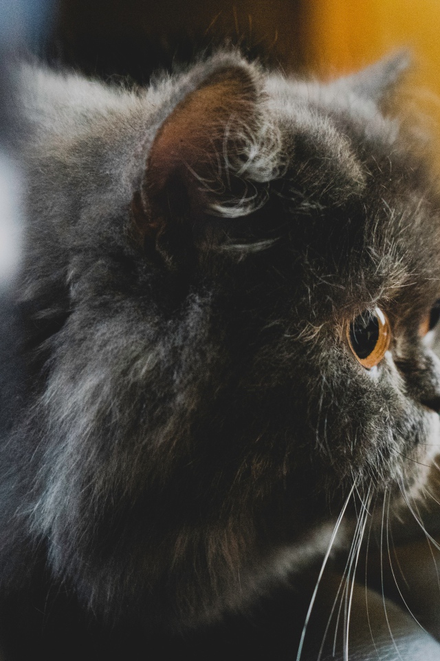 Большой пушистый черный кот с желтыми глазами 