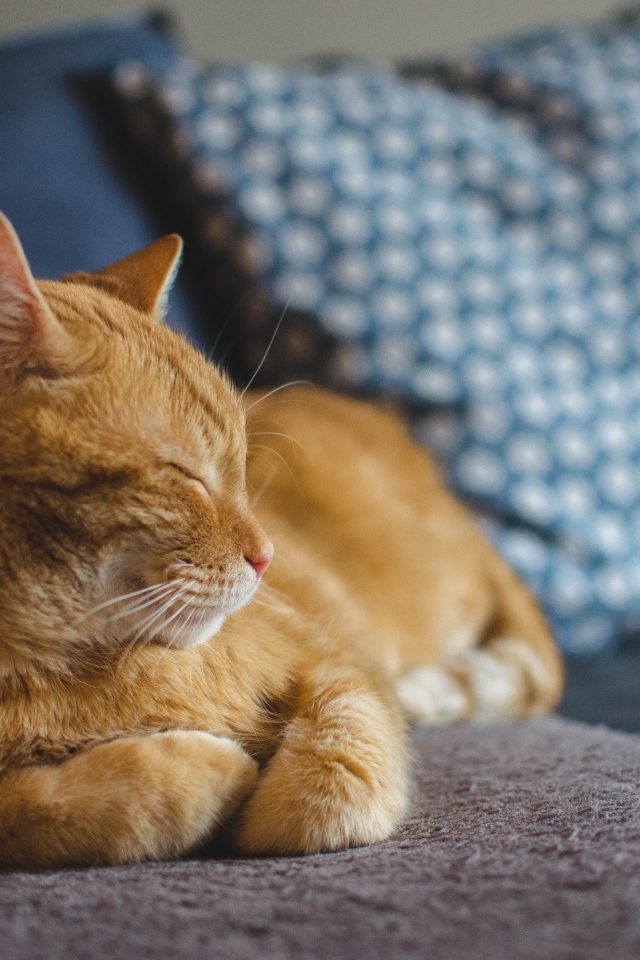 Большой рыжий кот спит на диване