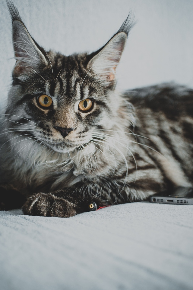 Большой серый кот породы мейн кун на диване 