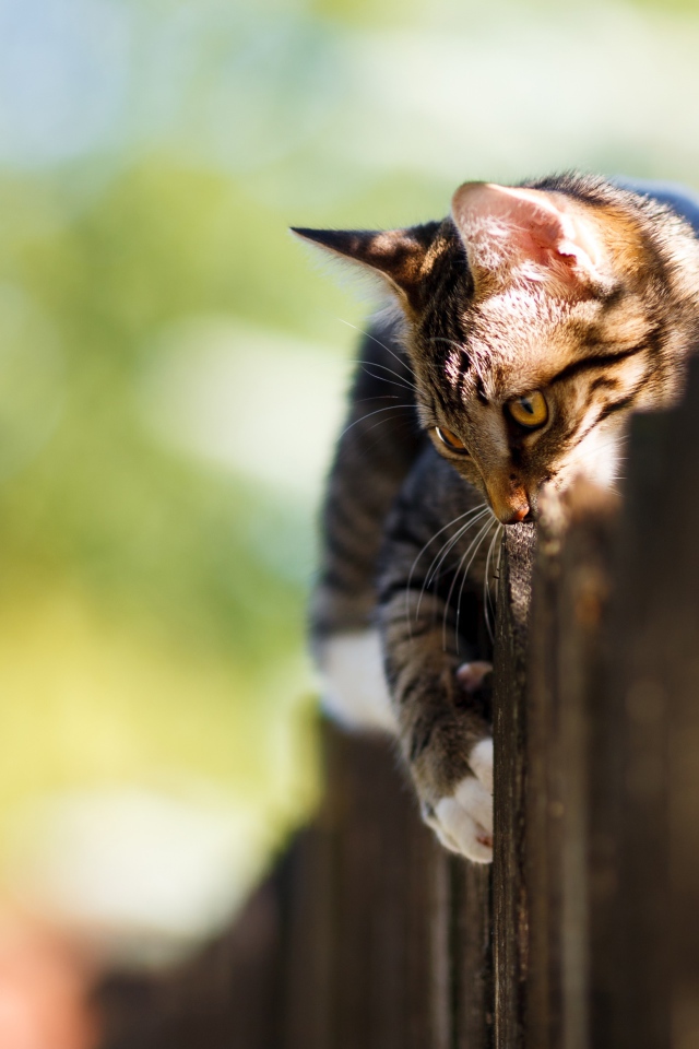 Большой серый кот лежит на заборе 