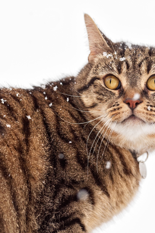 Большой серый кот на улице зимой
