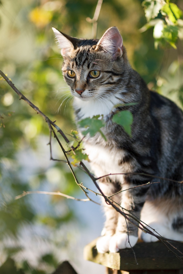 Большой серый кот сидит на заборе у дерева
