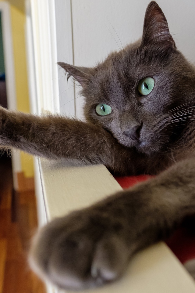 Большой серый кот с зелеными глазами 