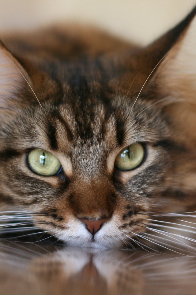 Большой серый кот с белыми усами крупным планом