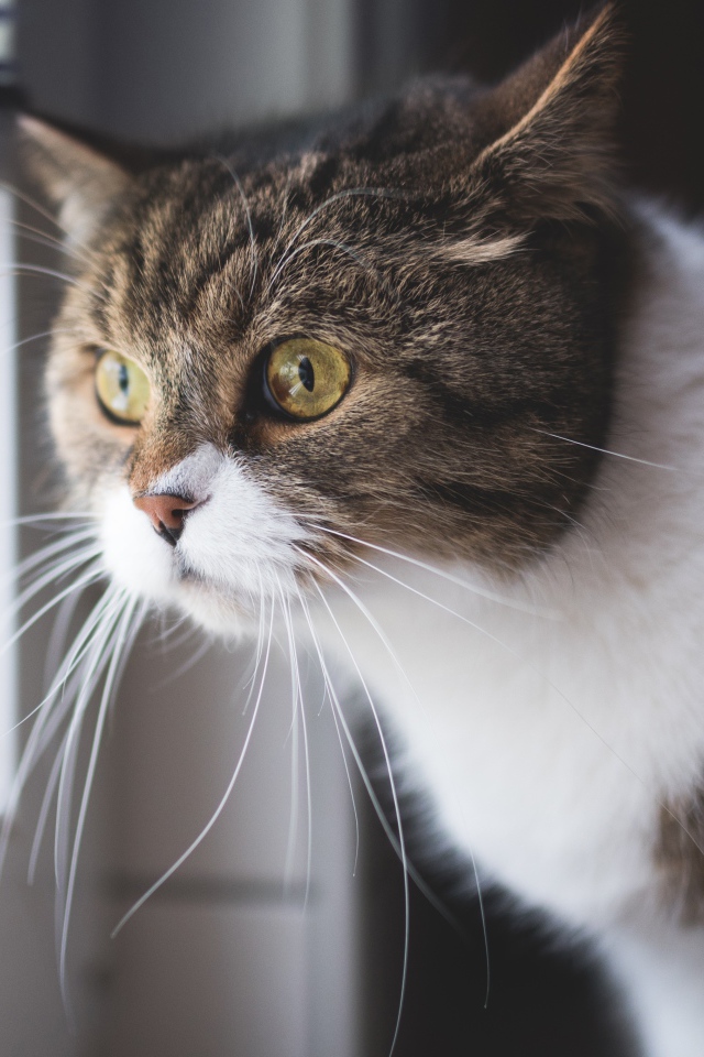 Большой серый с белым кот смотрит в окно 