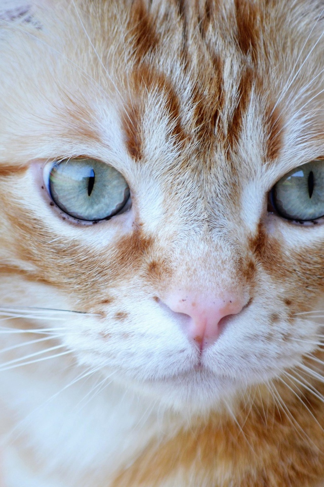 Большой рыжий голубоглазый кот крупным планом