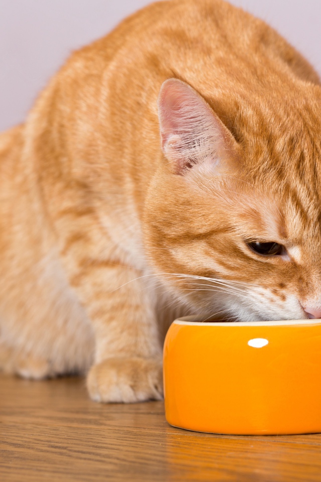 Большой рыжий кот ест из миски 