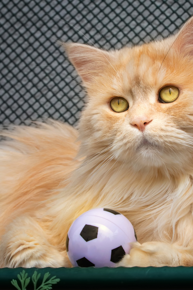 Большой рыжий кот играет с мячиком