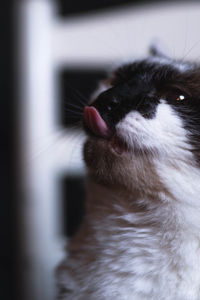 Черно белый кот с высунутым языком