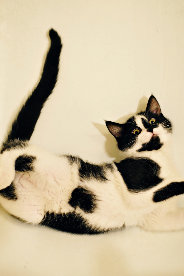 Черно - белый котенок лежит в белой ванной 