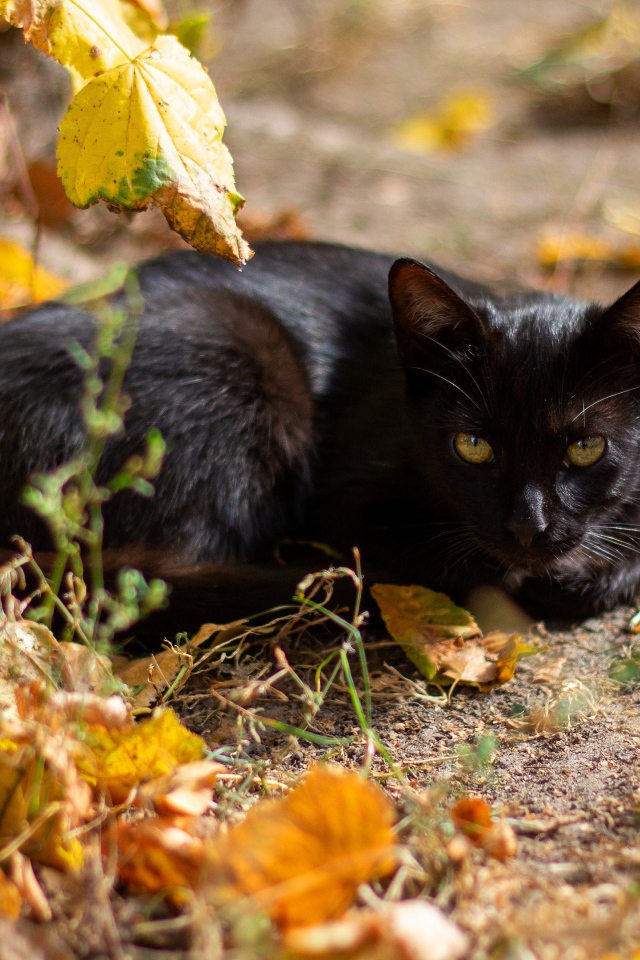Черный кот лежит на земле с опавшими листьями 