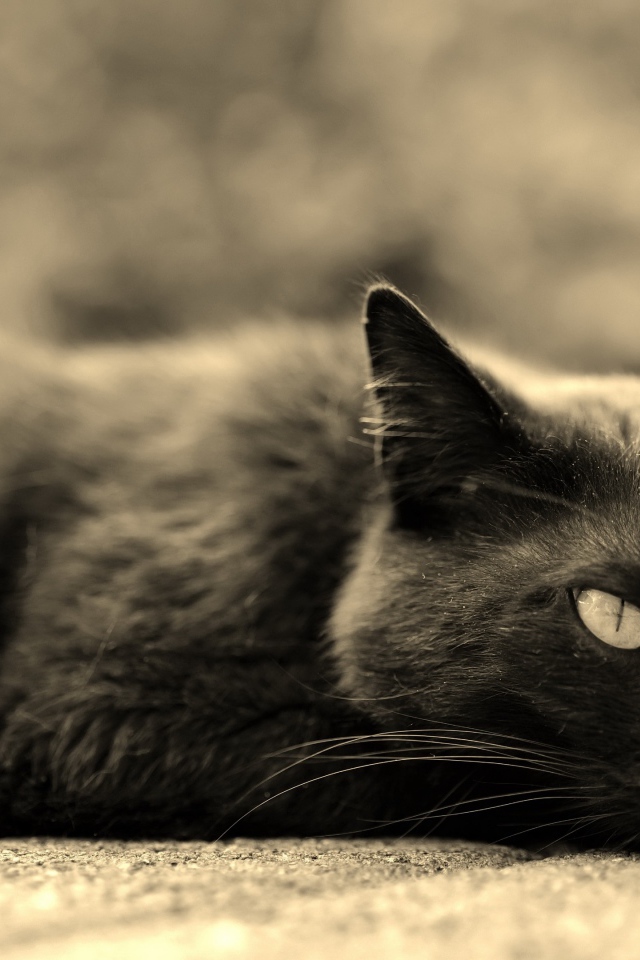 Черный кот лежит на асфальте 