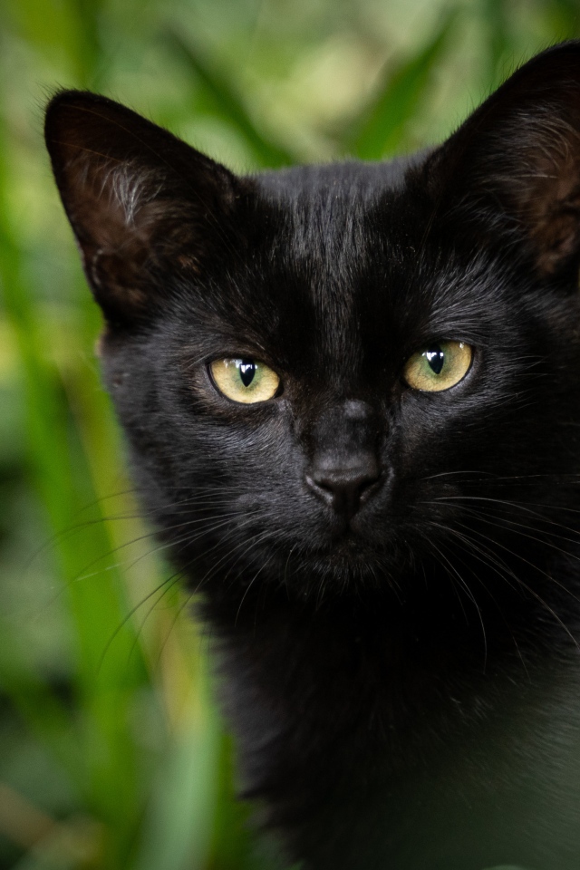 Черный кот с желтыми глазами крупным планом 