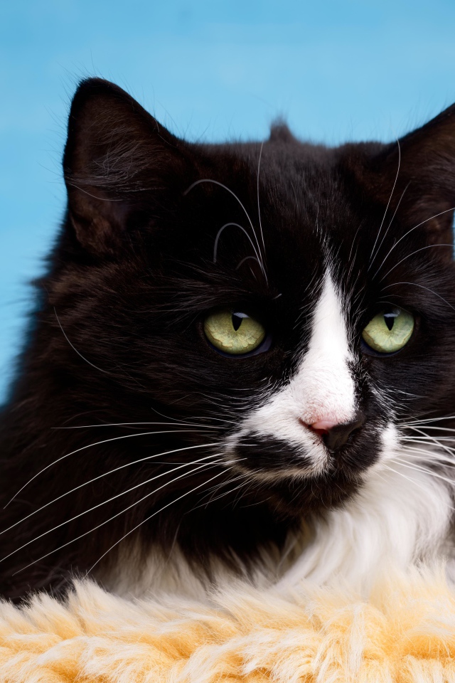 Черный пушистый кот с белыми пятнами на голубом фоне