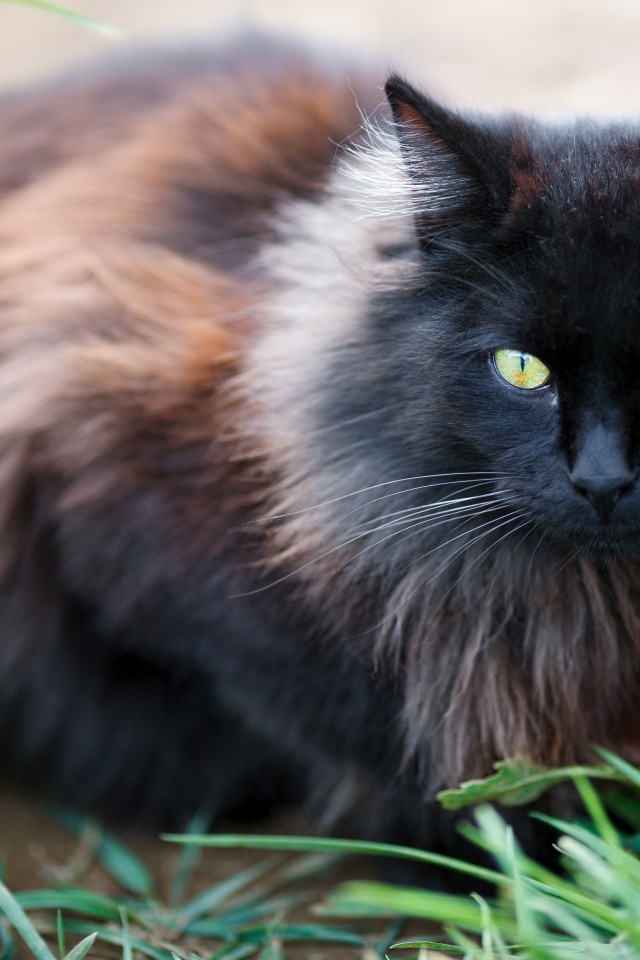Черный пушистый породистый кот сидит у зеленой травы