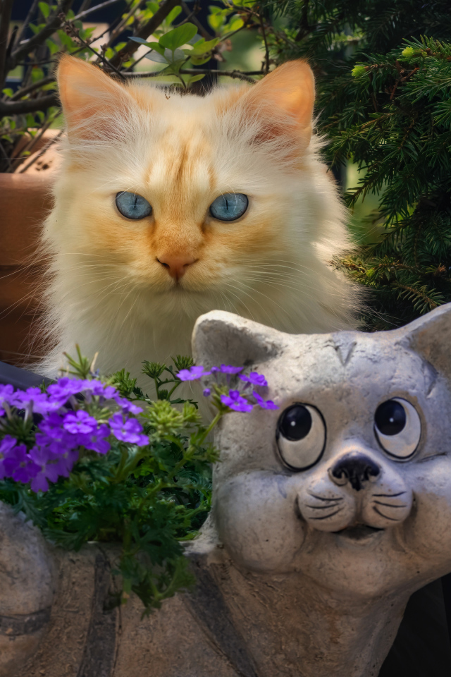 Голубоглазый рыжий кот прячется за садовой фигурой 