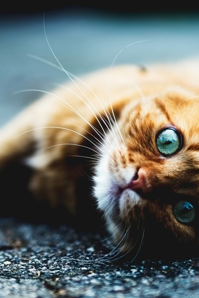 Голубоглазый рыжий кот лежит на асфальте