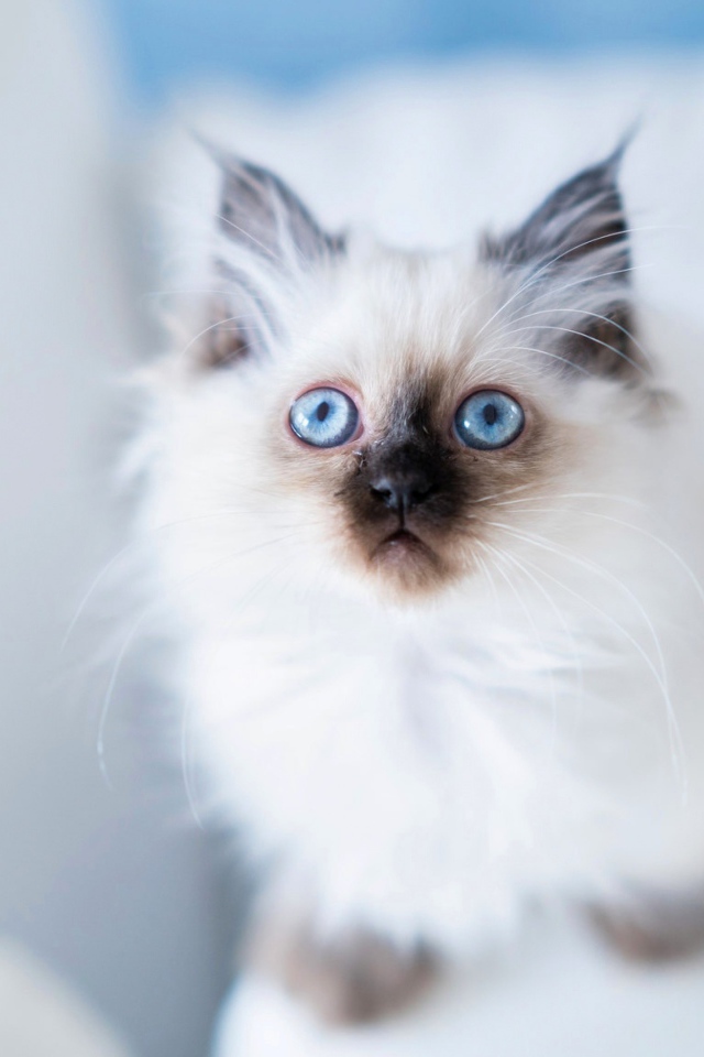 Голубоглазый породистый пушистый котенок