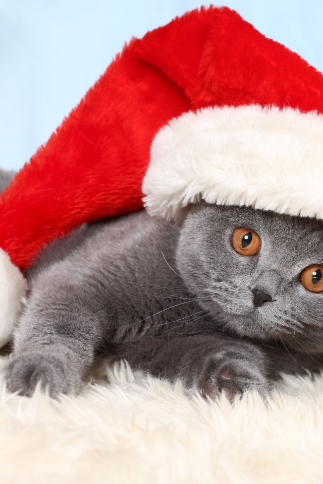 Британский кот в шапке Санта Клауса лежит на кровати 