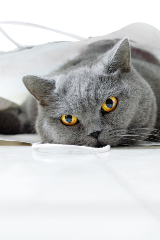 Британский кот лежит в белом пакете 