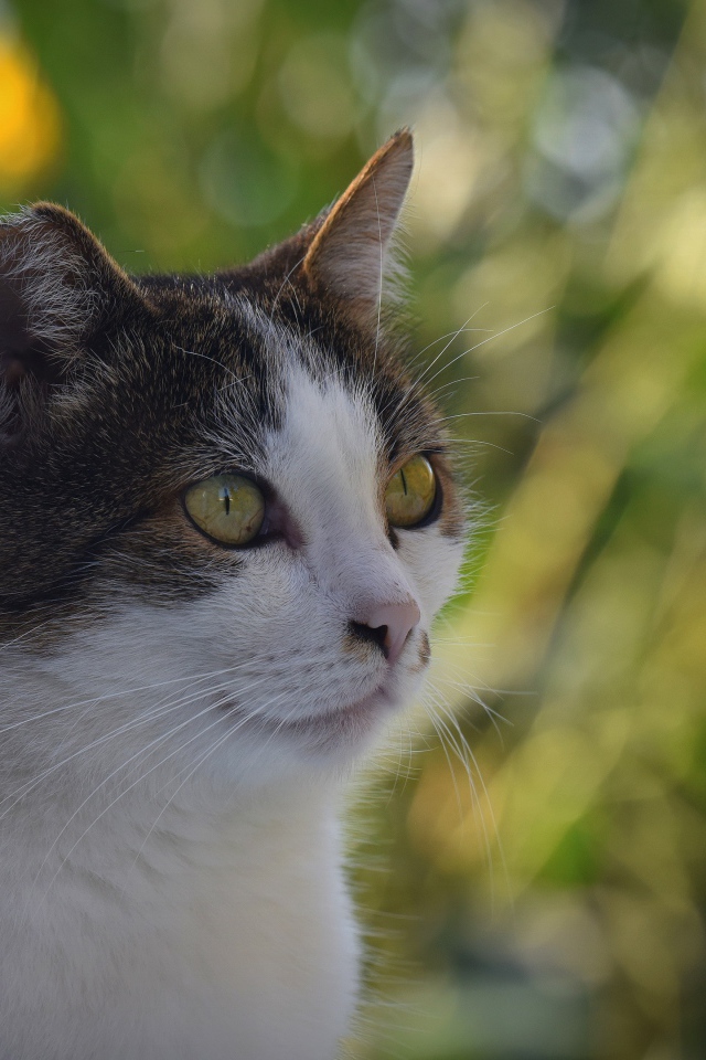 Кот сидит у желтых цветов