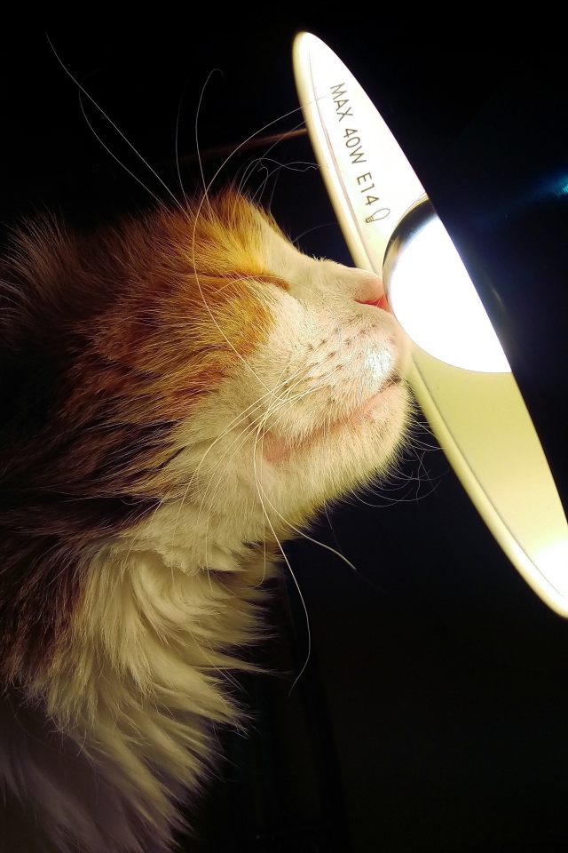 Cat warms its nose on a lamp on a black background