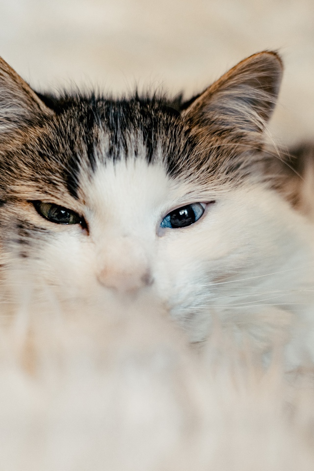 Кот с разными глазами на диване