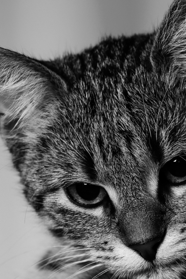 Морда серого котенка крупным планом