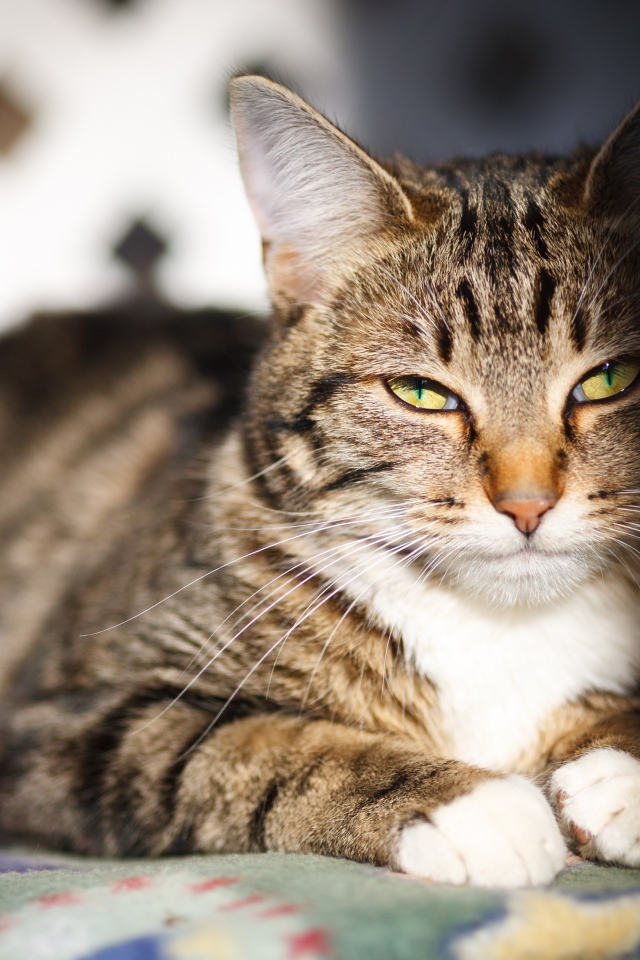 Довольный серый кот в лучах солнца