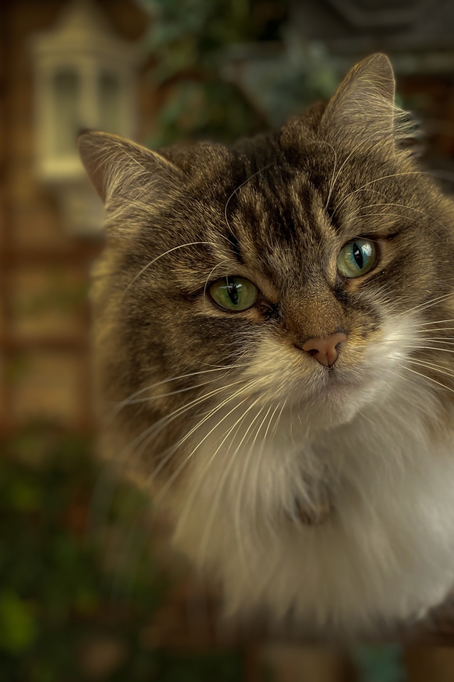 Любопытный пушистый зеленоглазый серый кот 