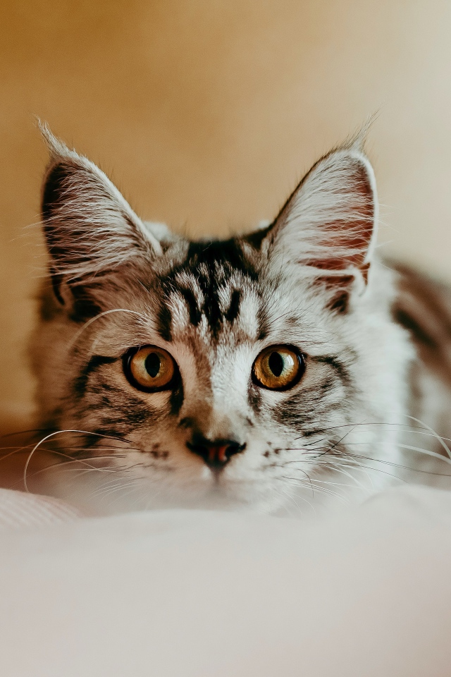 Любопытный взгляд маленького серого котенка 