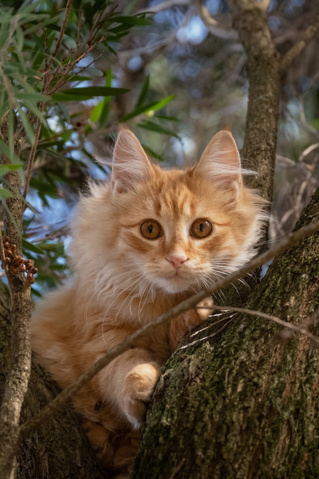 Любопытный рыжий кот сидит на дереве 