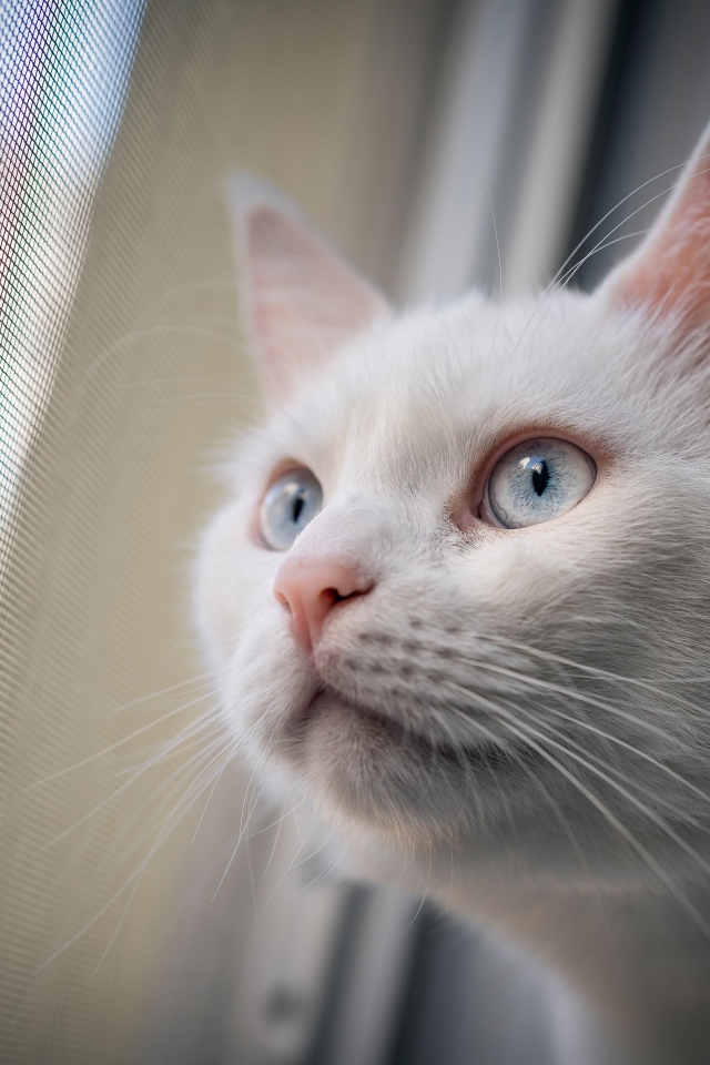 Любопытный белый голубоглазый кот смотрит в окно 