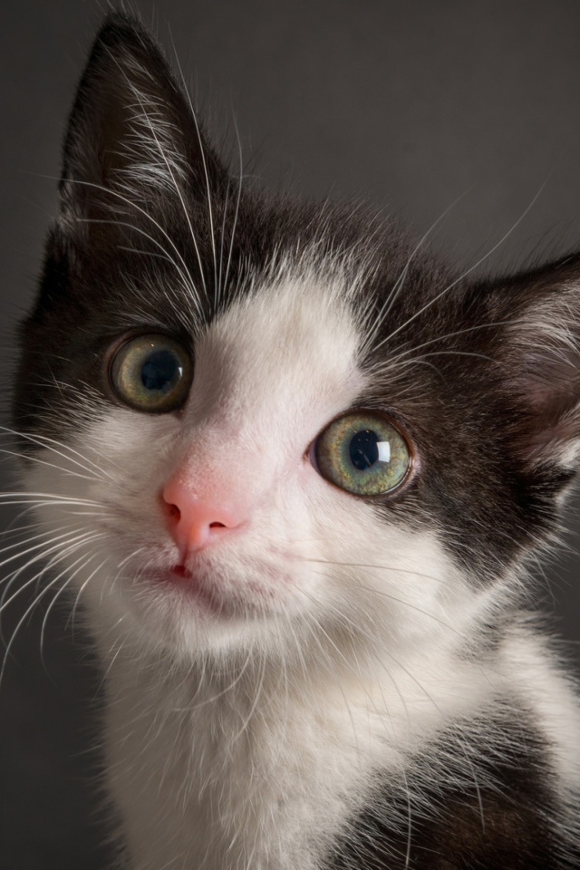 Милый черно-белый котенок на сером фоне