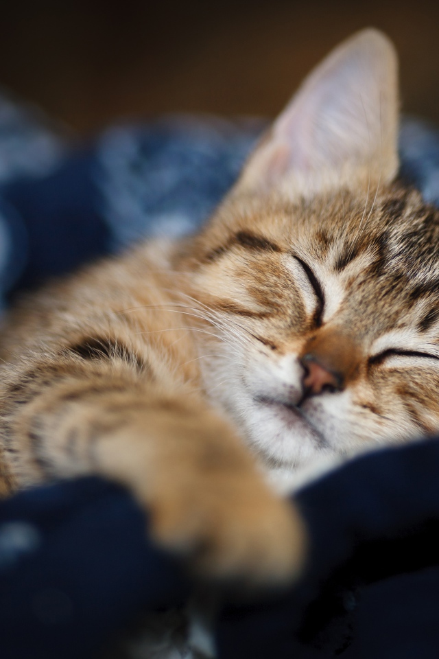 Милый серый котенок спит на одеяле 