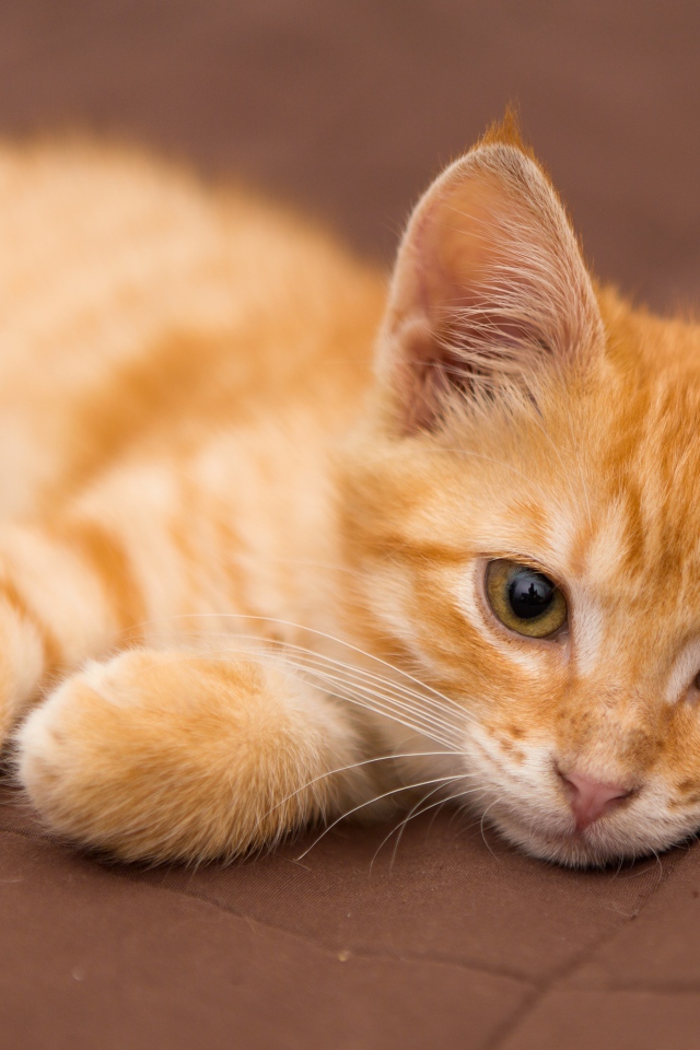 Милый маленький рыжий котенок лежит на диване 
