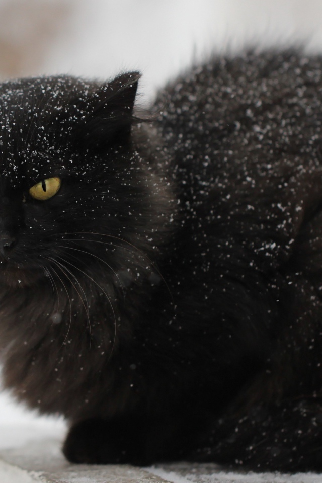 Недовольный черный кот в снегу на улице