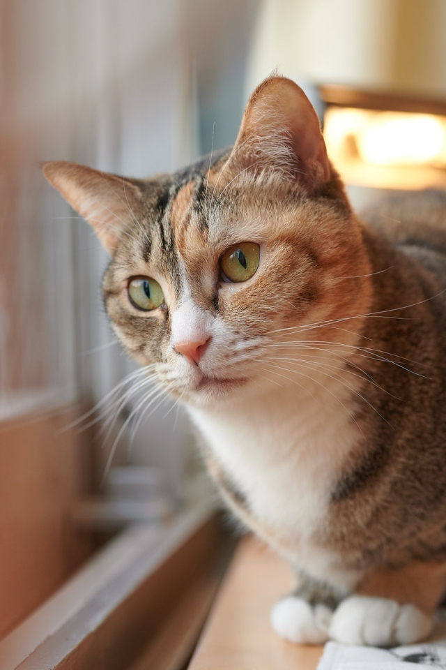 Домашний кот смотрит в окно 