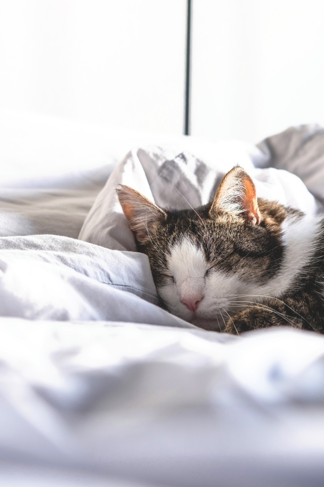 Домашний кот спит на белой постели
